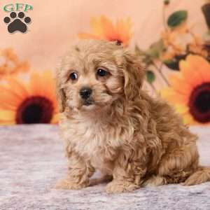 Macey, Cavachon Puppy
